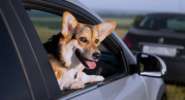 Viajar con mascotas en Navidad: cómo hacerlo seguro, cómodo y sin dramas peludos